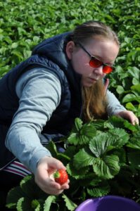 Eine Schülerin pflückt Erdbeeren