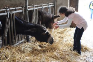 Eine Schülerin steht im Stall und füttert zwei Esel.