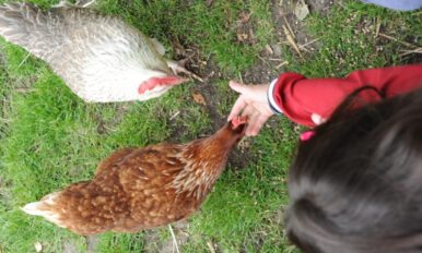 Ein Kind füttert Hühner