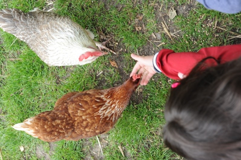 Ein Kind füttert Hühner