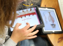 Ein wichtiger Bestandteil der Ausbildung ist der Fachbereich Anatomie. Neele arbeitet nutzt eine digitale Version des Anatomiebuchs auf einem Tablet.
Auf diesem Bild ist zu sehen, wie Neele mit zwei Fingern in die Grafik hineinzoomt, um auch die Details des Bildes zu erkennen.